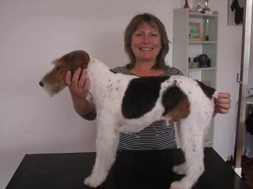 Photo Enseigne TOILETTAGE CANIN Au pontila-chien